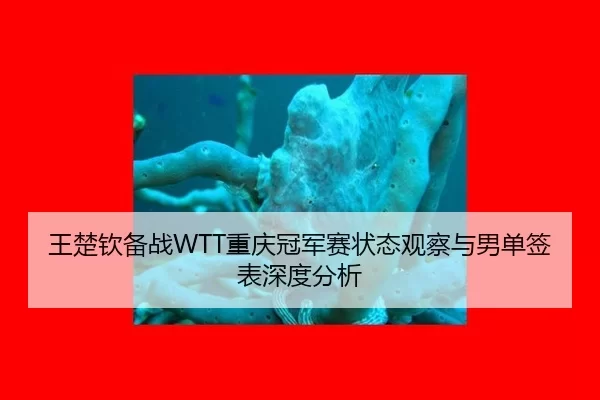 王楚钦备战WTT重庆冠军赛状态观察与男单签表深度分析